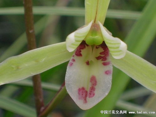 鹤舞中华，鹤翔水囊 精品细叶寒兰的东方神韵