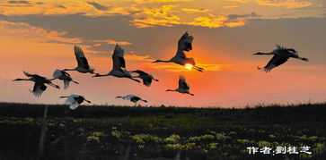 鹤翔夕阳与鹤翔水囊 传统与现代意象的交融