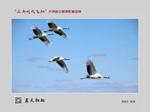 鹤翔新时代——第七届鹤文化艺术节丹顶鹤主题摄影精品展启幕