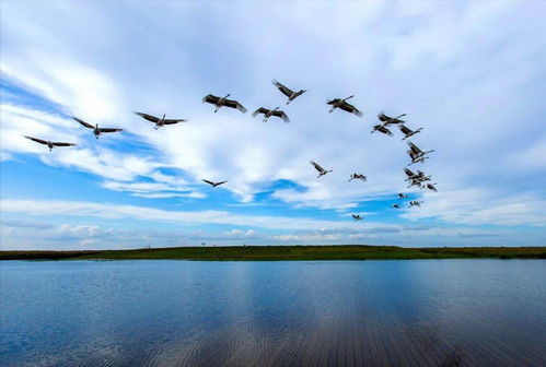 鹤翔水囊 仙鹤飞翔的地方摄影精品展序章