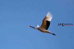 飞舞的丹顶鹤与秘酿之囊